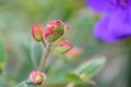 Princess-flower Tibouchina urvilleana, close-up of reddish buds