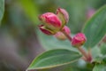 Princess-flower, Tibouchina urvilleana, red buds