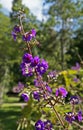 Princess flowers, Tibouchina multiflora, on garden, Rio