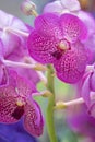 Princess Mikasa Pink Orchid Ascocenda Royalty Free Stock Photo