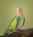 Princess parakeet