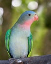 Princess parakeet