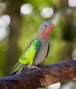 Princess parakeet