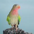 Princess parrot as pet animal