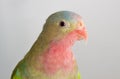 Princess parrot as pet animal