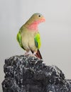 Princess parrot as pet animal