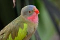 Princess parrot polytelis alexandrae