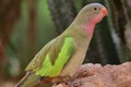 Princess parrot polytelis alexandrae