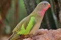 Princess parrot polytelis alexandrae