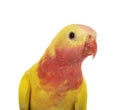 Princess parrot in studio Royalty Free Stock Photo