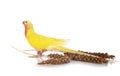 Princess parrot in studio Royalty Free Stock Photo