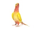 Princess parrot in studio Royalty Free Stock Photo