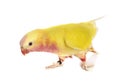 Princess parrot in studio Royalty Free Stock Photo