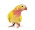 Princess parrot in studio Royalty Free Stock Photo