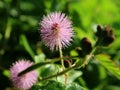 Princess shame or Mimosa pudica L, a useful wild plant