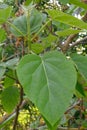 Princess tree Paulownia tomentosa, heart-shaped leaves