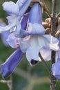 Princess tree Paulownia tomentosa, purple flowers