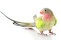 Princess of Wales Parakeet