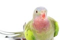 Princess of Wales Parakeet