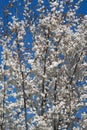 Princeton Snowcloud sargent cherry flowers