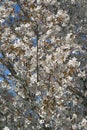 Princeton Snowcloud sargent cherry flowers