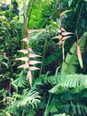 Heliconia Chartacea, Princeville Botanical Gardens, Kauai, Hawaii, USA