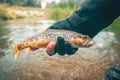 The principle of catch and release. Fishing for trout Royalty Free Stock Photo