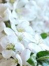 Pring floral apple tree bloom macro background texture,