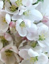 Pring floral apple tree bloom macro background texture,