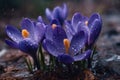 pring flowers of blue crocuses in drops of water Generative AI