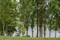 Pringtime green on a fresh trees and lake in residential district Drujba