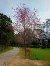 Prink flower tree in the green fields Royalty Free Stock Photo