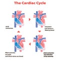 Heart cardiac cycle of heart on white background isolated. heart circle education info graphic.