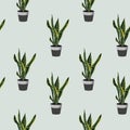 Sansevieria in pot seamless pattern. Houseplant in pots.