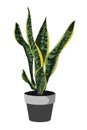 Sansevieria in pot. Houseplant in pots.