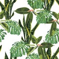 Abstract seamless texture with leaves Sansevieria, ficus and monstera plant green.