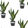 Sansevieria in pot seamless pattern. Houseplant in pots.