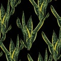 Abstract seamless texture with leaves Sansevieria plant green.