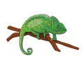 Green chameleon sitting on the branch. Royalty Free Stock Photo