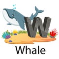 Cute zoo animal alphabet W for Whale with the good animation Royalty Free Stock Photo