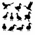 Set of Duck Silhouette collection vector illustration - Vector