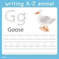 Illustrator of writing a-z animal g goose