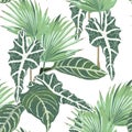 Seamless pattern, light green colors palm leaves and tropical plants. Royalty Free Stock Photo