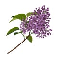 Beautiful decorative natural plants, lilac branch with leaves isolated. Royalty Free Stock Photo