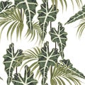 Seamless pattern with exotic tropical plant, palms and exotic plant leaves. Tropical illustration. Royalty Free Stock Photo
