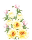 Bright yellow color peonies and pink peonies buds