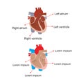 Biology - Structure of the heart