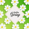 Hello Spring background with camomile flowers