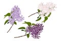 Set of hand drown branches of purple and white lilac flowers