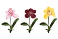 Collection of colorful orchid flowers. Plants branches for your design